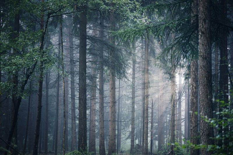 Forest Retreat
